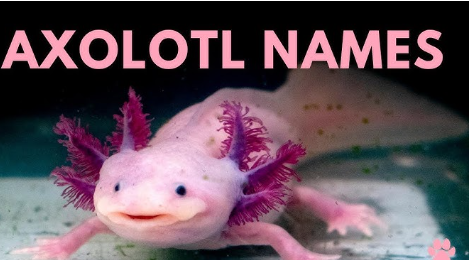 Funny Axolotl Names