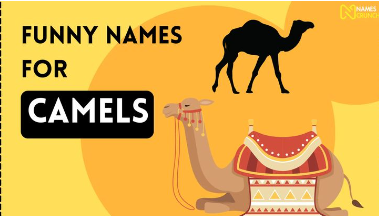 Funny Camel Names