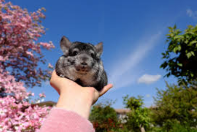 Funny Chinchilla Names