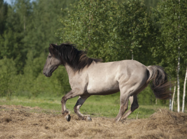 Grulla Horse Names