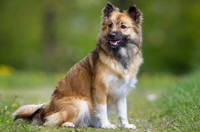 Icelandic Dog Names