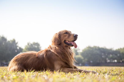 Marathi Dog Names