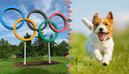 Olympics Dog Names