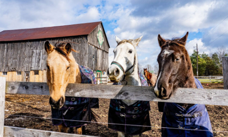 Punchy Horse Names