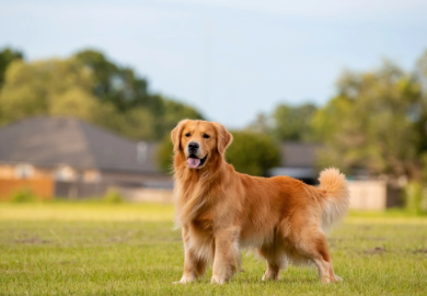 Sri Lanka Dog Names