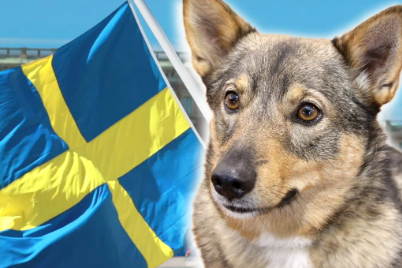 Swedish Dog Names