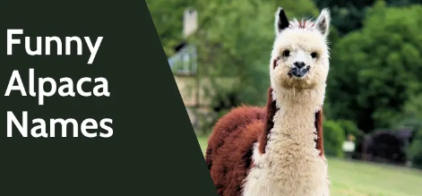 Funny Alpaca Names