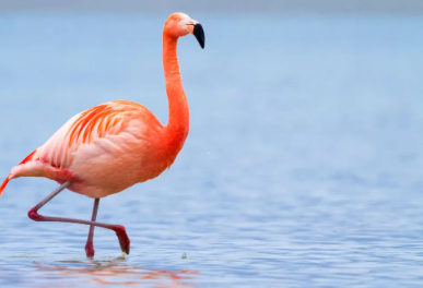 Funny Names For Flamingos